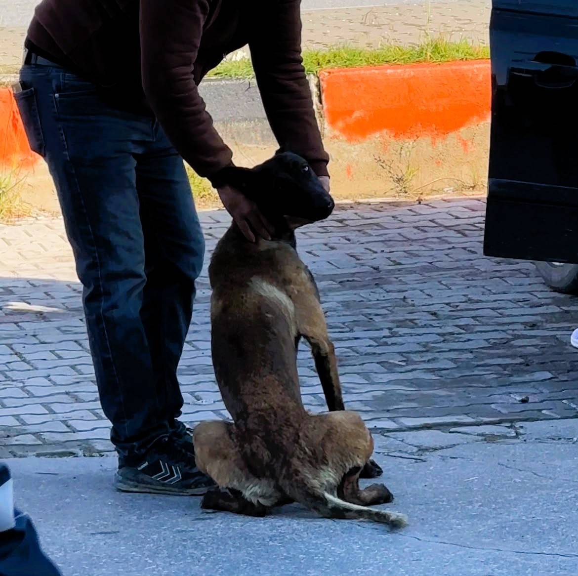 Tekmelere aldırmayan köpek kadının kolunu kopardı!