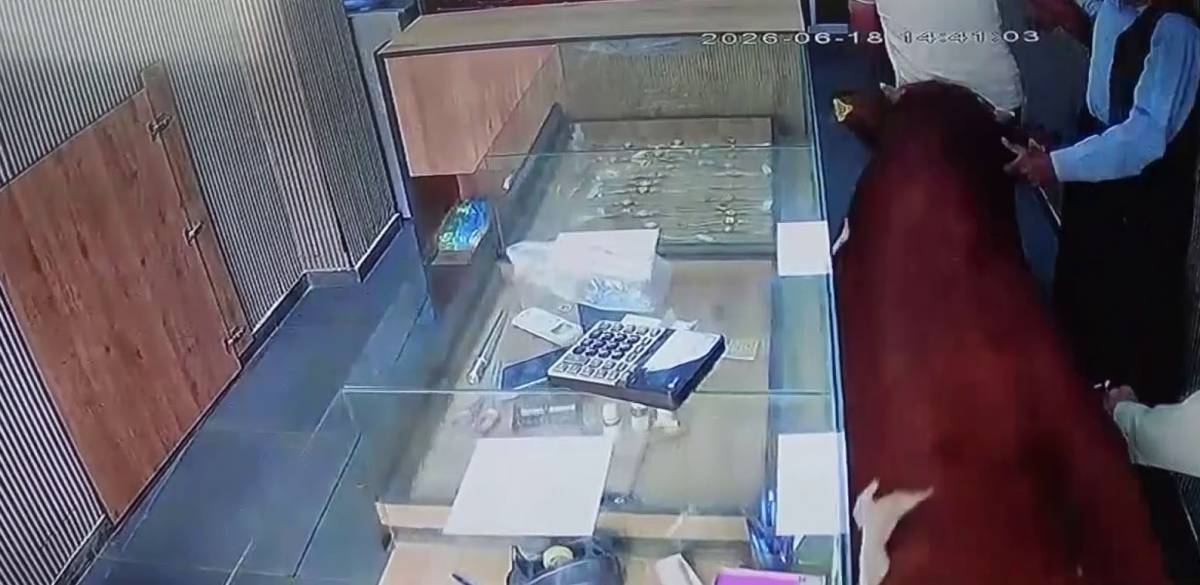 Urfa'da kaçan dana kuyumcu dükkanına daldı: Müşteriyi yaraladı!