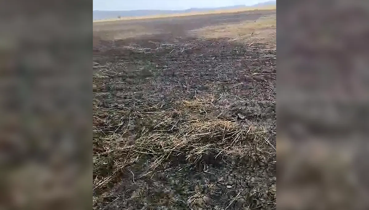 Hasada hazır 55 dönüm arpa kül oldu!