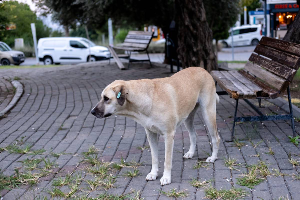 Görsel