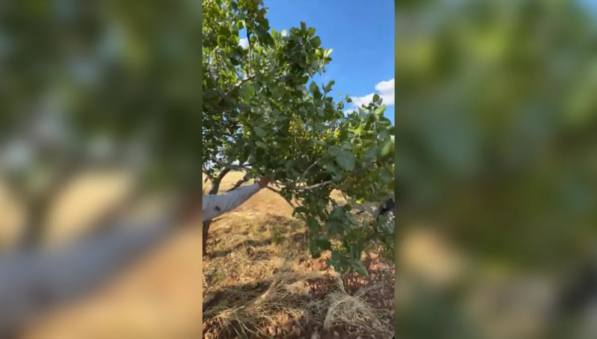 Urfa'da fıstık ağaçlarındaki fark dikkat çekti