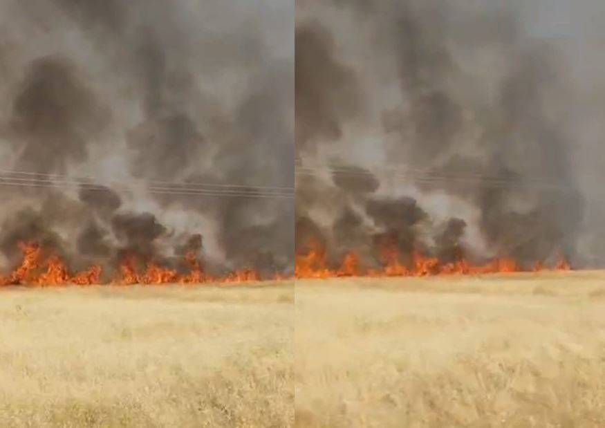 Urfa'da 45 dönümlük arazi küle döndü!