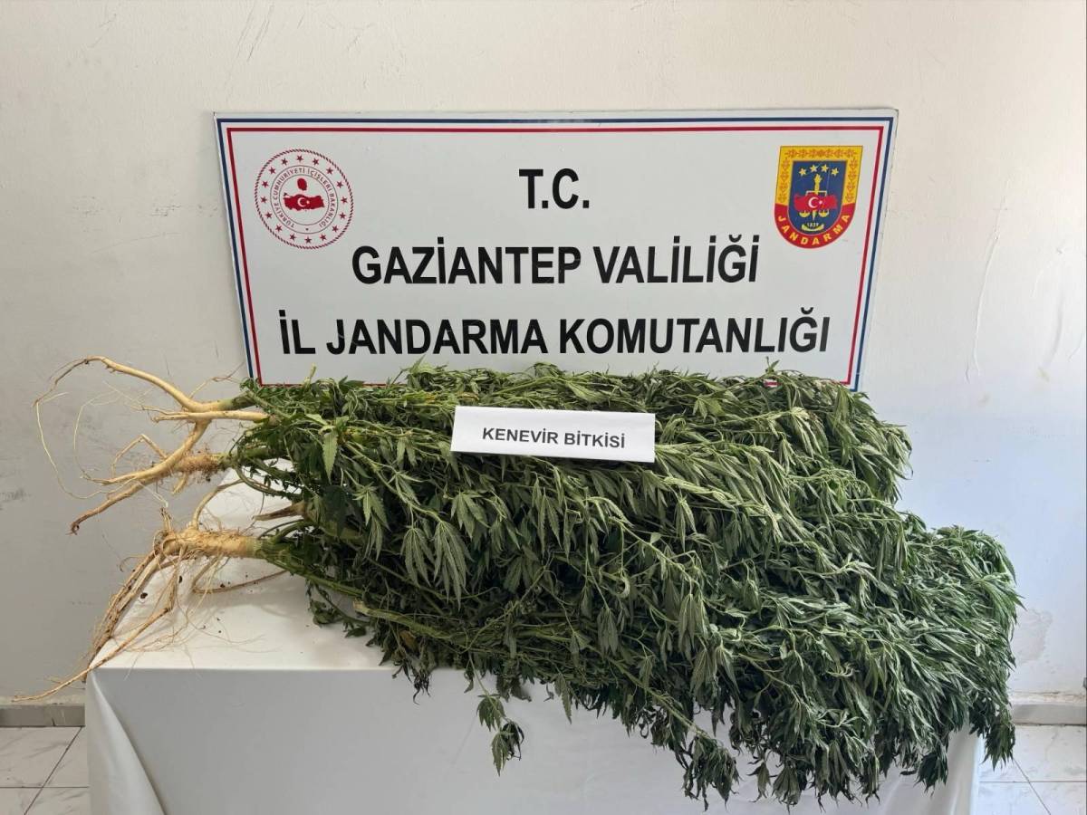 İl Jandarma tarafından zehir tacirlerine darbe!