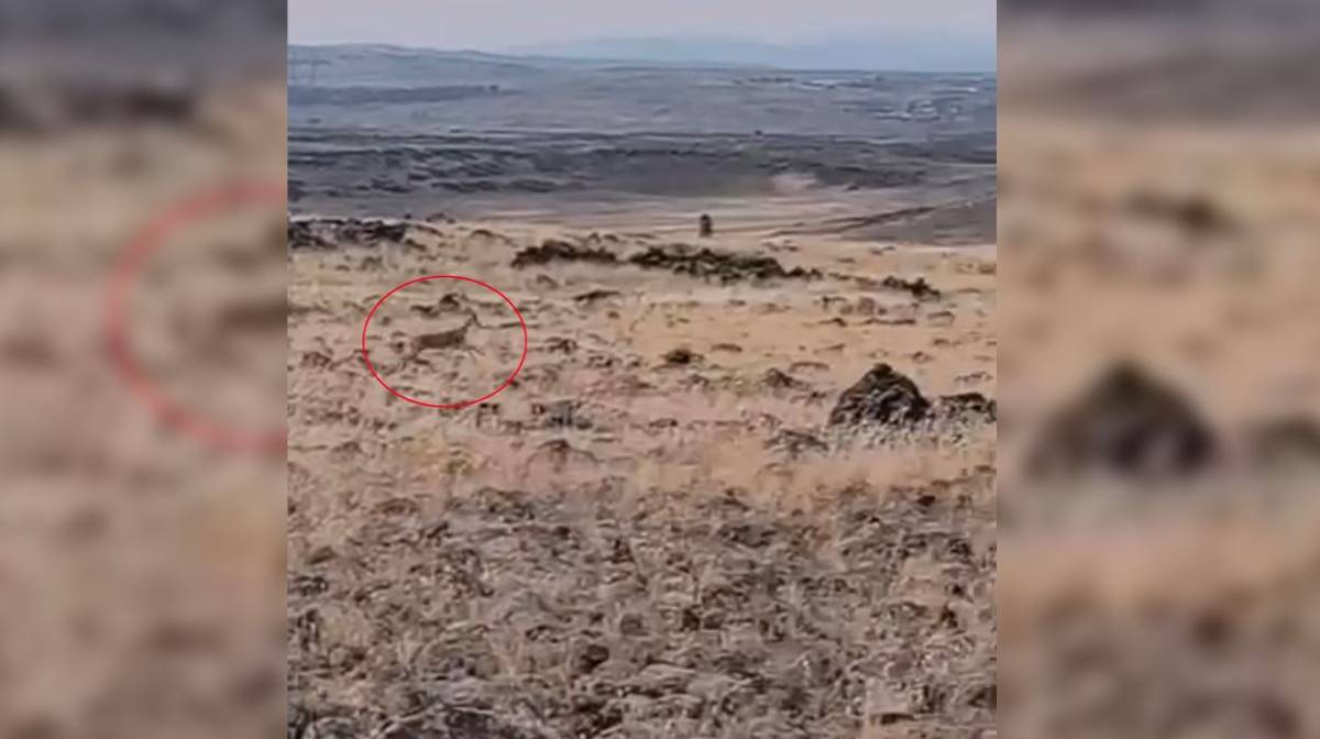 Siverek kırsalında ceylanlar görüntülendi!
