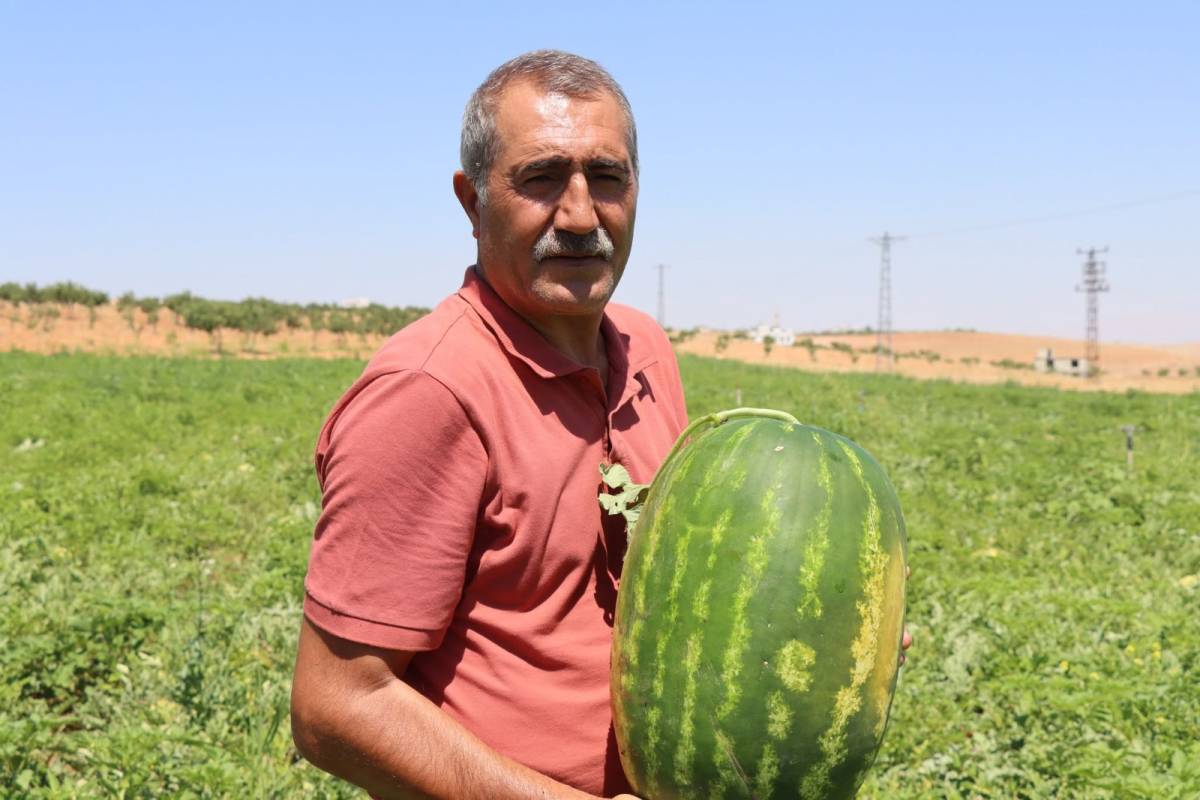 Fırat'ın suyu lezzet katıyor! Yaylak karpuzunda hasat başladı!