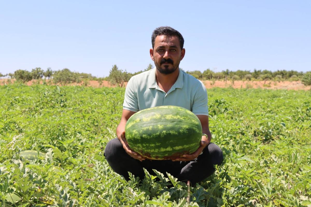 Fırat'ın suyu lezzet katıyor! Yaylak karpuzunda hasat başladı!