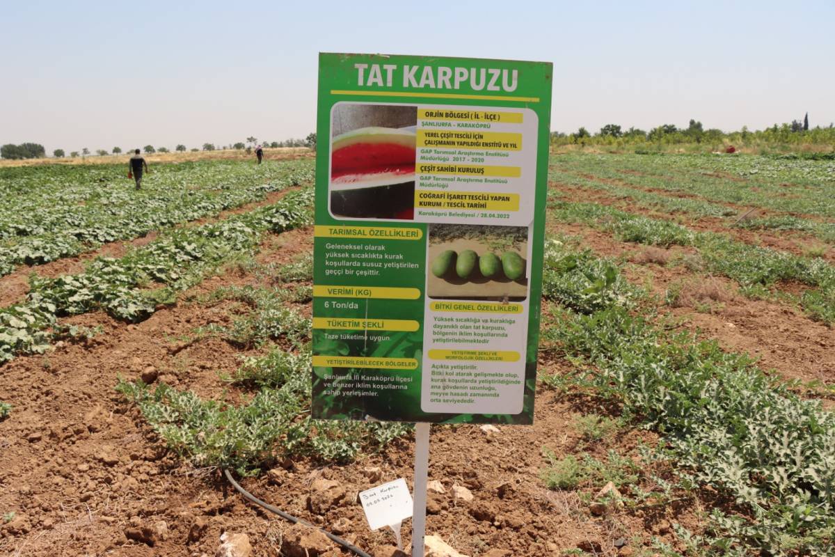 Urfa’nın yerel lezzetleri ata tohumlarıyla geleceğe taşınıyor!