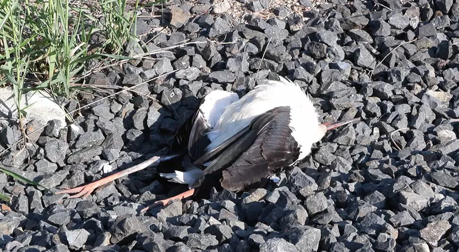 Görsel