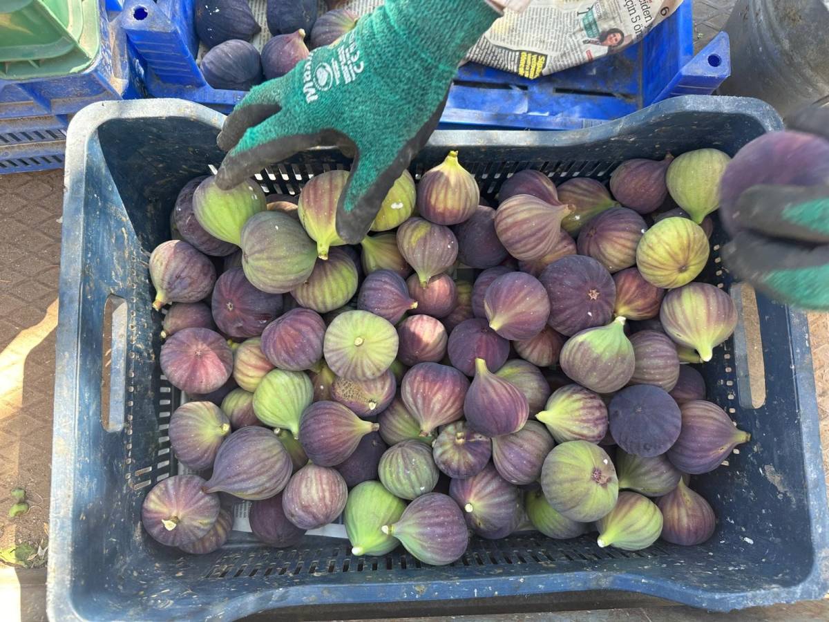 Avrupa'nın gözde meyvelerinden 
