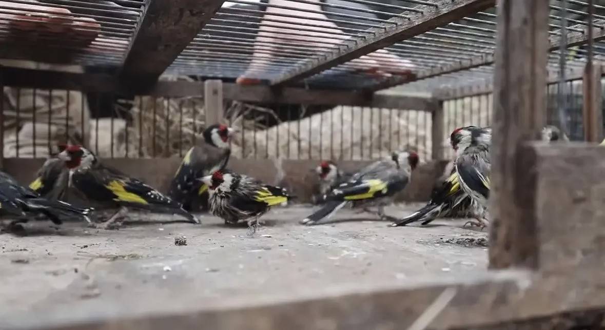 Kaçak şekilde avlandı: Rekor ceza yedi!