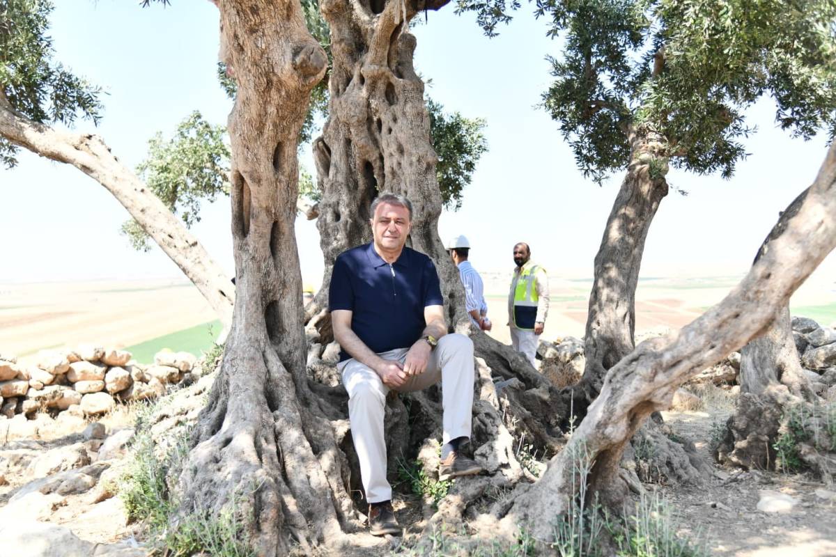 Şanlıurfa'da 13 Asırlık Anıt Zeytin Ağacı için çevre düzenlenmesi!