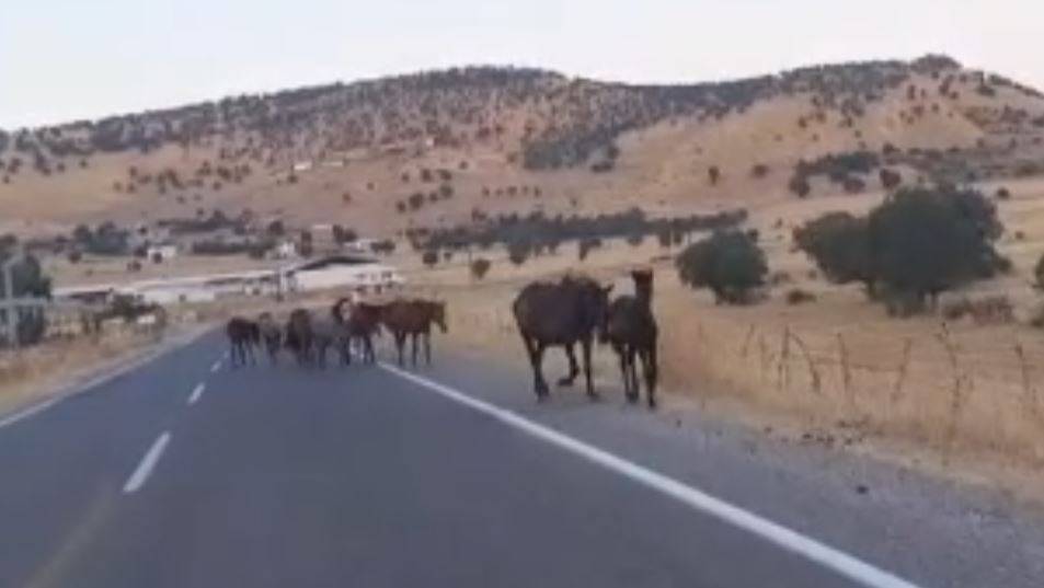 Yaban atları yola çıktı:Sürücüler şaşkına döndü!