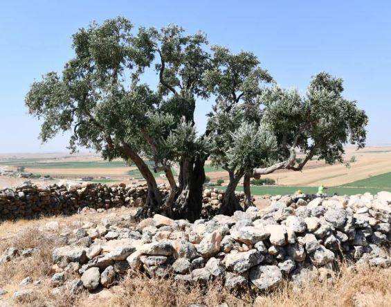 Şanlıurfa’da 13 asırlık mucize: Hâlâ meyve veriyor!
