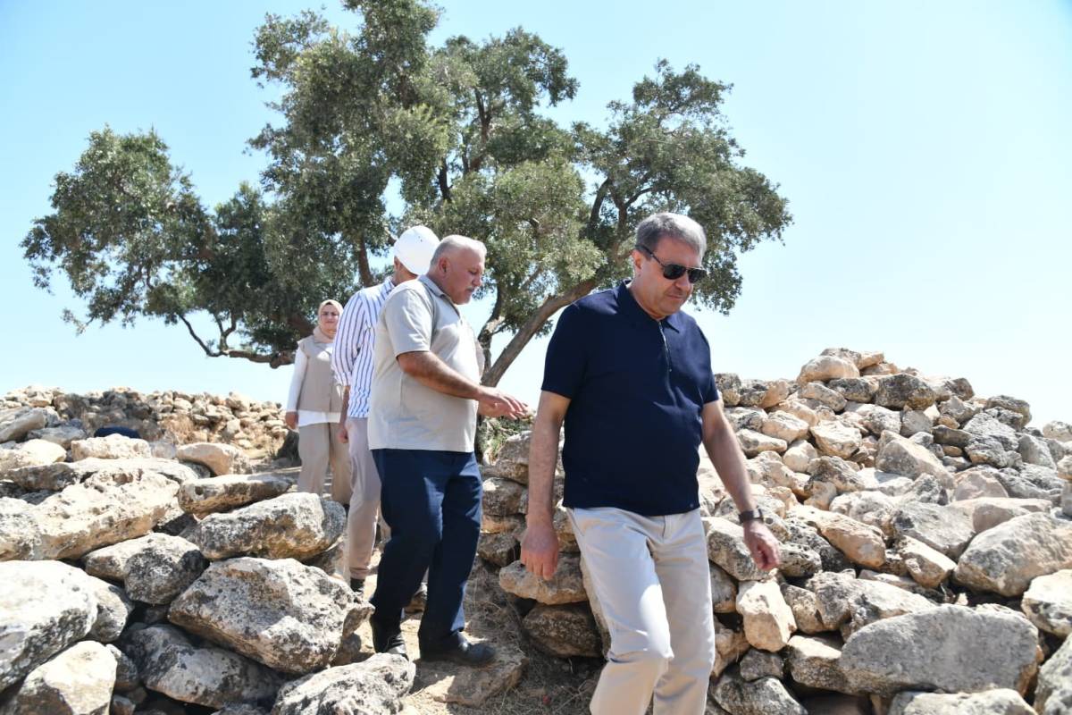 Şanlıurfa'da 13 Asırlık Anıt Zeytin Ağacı için çevre düzenlenmesi!