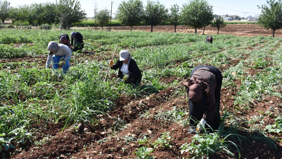 Urfa'da kadın emeği toprakla buluştu!