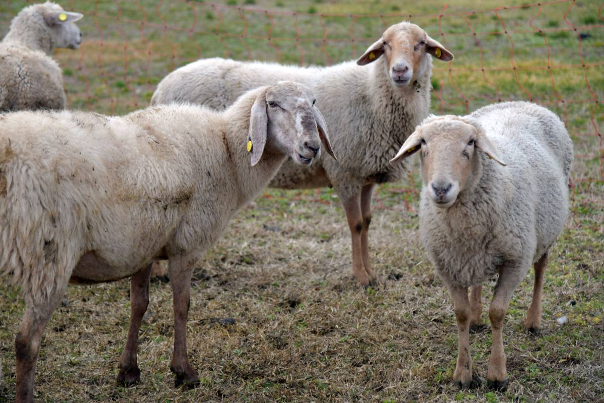 Görsel
