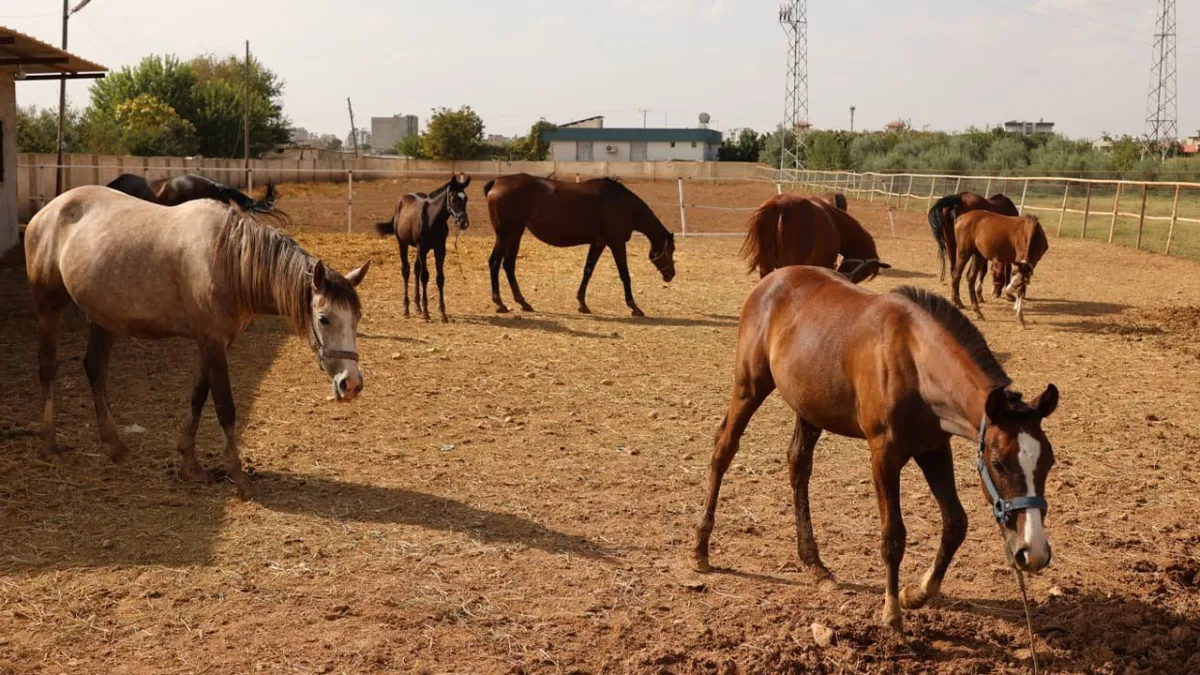 Vali Şıldak, Suruç’ta Arap atı yetiştiricilerini ziyaret etti!