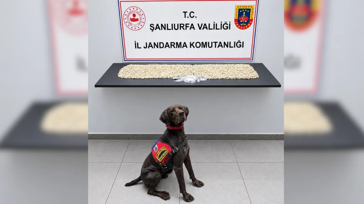 Şanlıurfa’da jandarma göz açtırmadı: 1 şüpheli gözaltına alındı