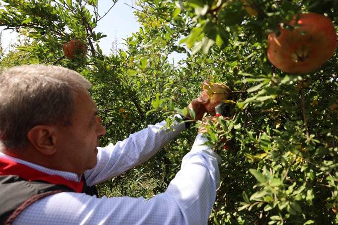 Vali Şıldak, Suruç’ta nar hasadına katıldı!