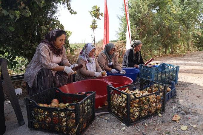 Vali Şıldak, Suruç’ta nar hasadına katıldı!