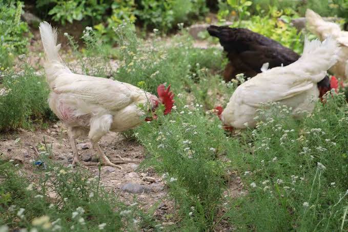 Ağustos ayında tavuk eti üretimi 237 bin 749 ton olarak gerçekleşti