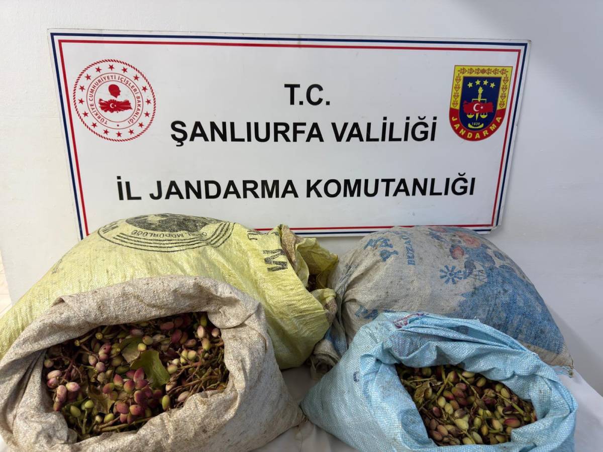Şanlıurfa’da fıstık hırsızlığı suçüstü yakalandı: 4 gözaltı