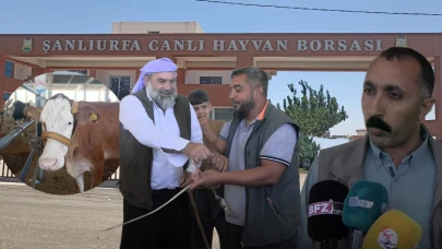 Urfa’da Kurbanlık Krizi: Ne Alıcı Memnun Ne Satıcı!